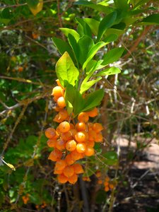 Orange berry exotic bush