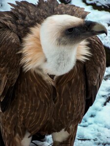 Zoo bird beak