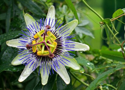 Blossom bloom exotic