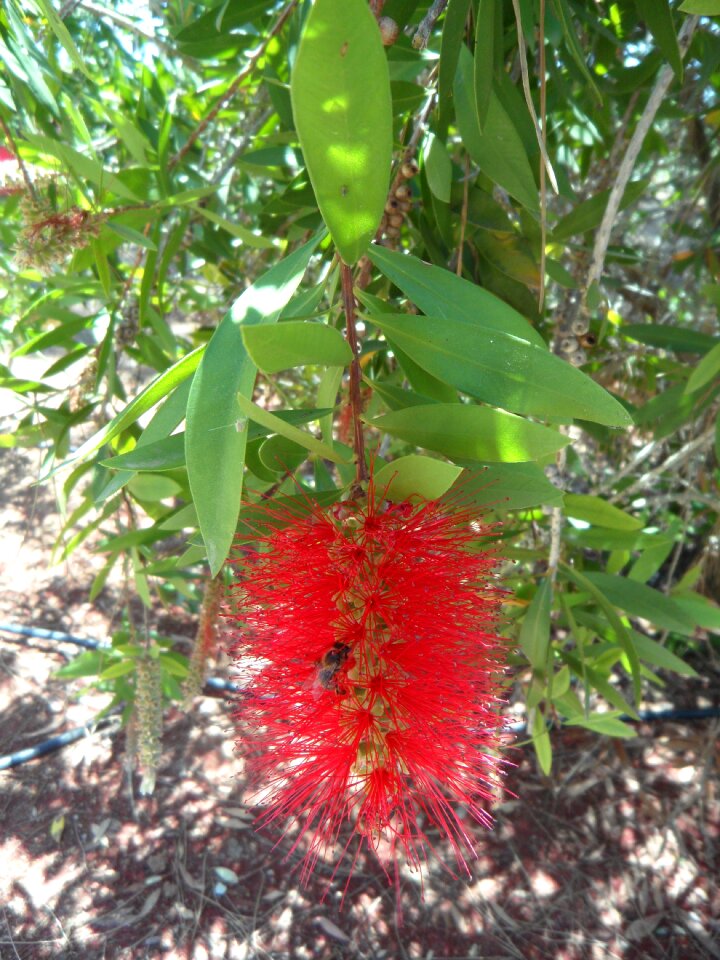 Blossom bloom bloom