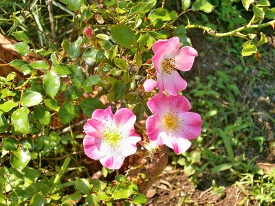 Miniature roses pink flower rose garden photo