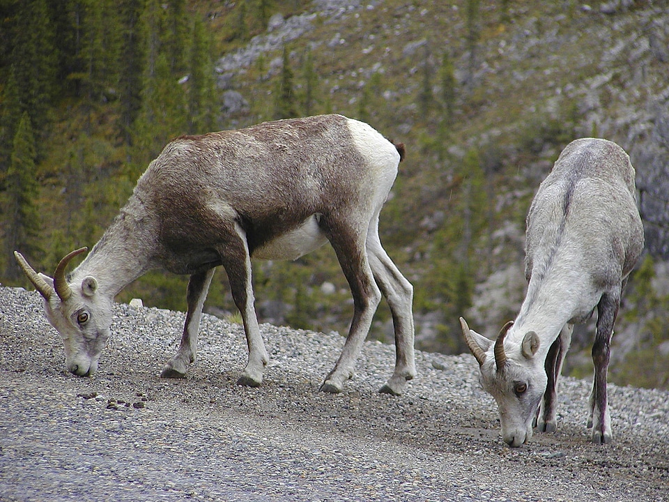 Canadien rockies canada fauna