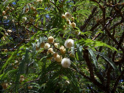 Mimosa plant ball blossom