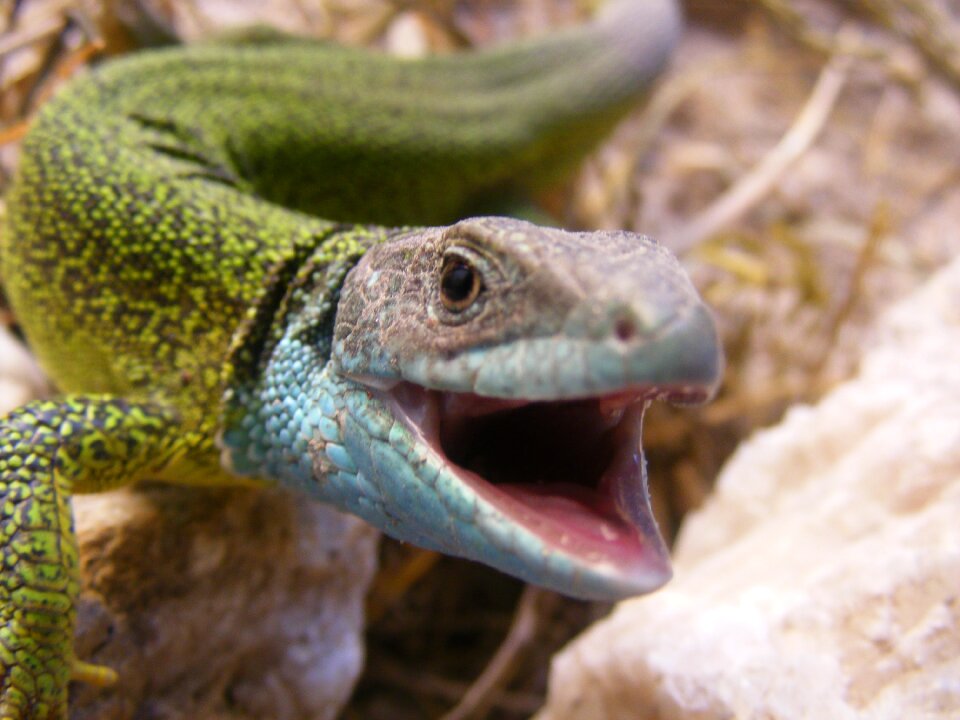 Green green lizard nature