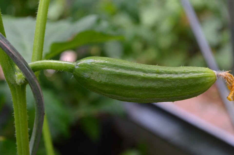 Cucumber vegetables snake pickle