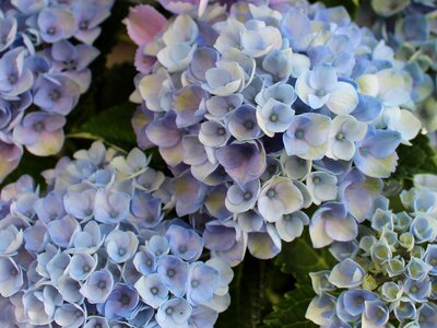 Blue ornamental shrub close up photo