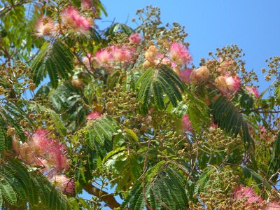 Flowers pink mediterranean photo