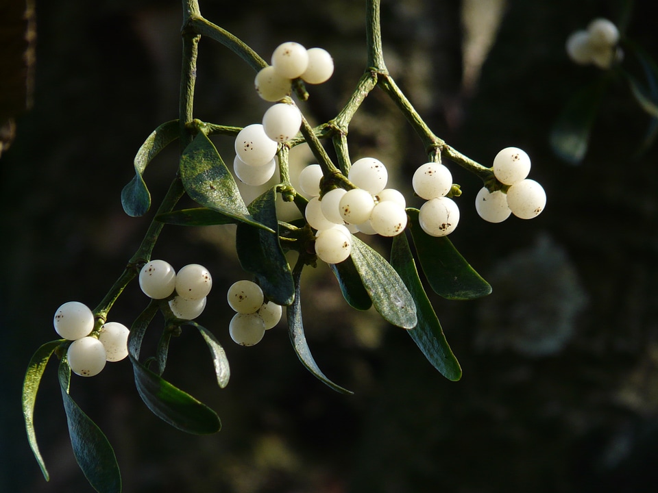 Plant parasite viscum