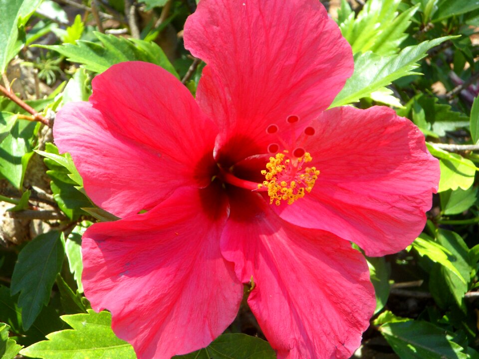 Bloom flower malvaceae