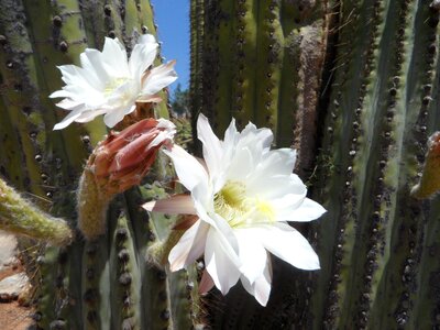 Flora plant blossom photo