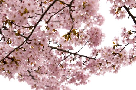 Wild cherry flowers pink photo