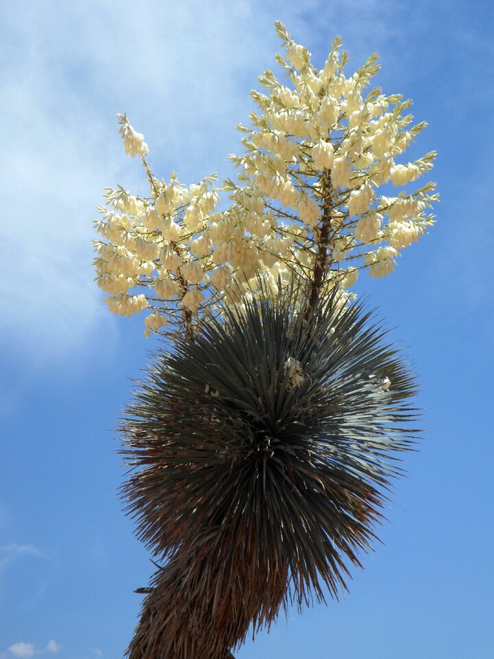 Blossom bloom inflorescence