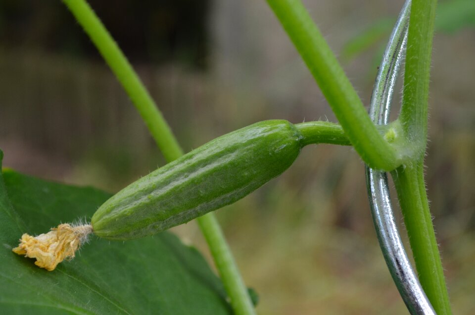 Cucumber snake pickle vegetables