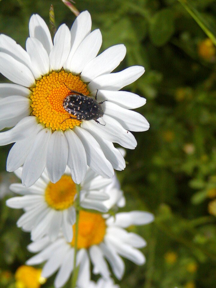 Tickets beauty beetle