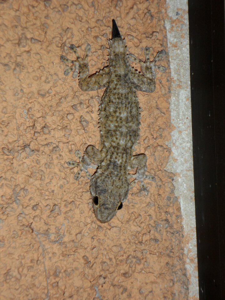 Lizard pigmy regrowth