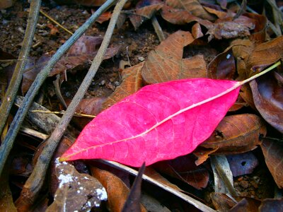 Red leaf leaf autumn