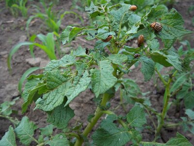 Potato colorado potato beetle vegetable garden