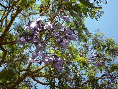 Bloom blossom bloom