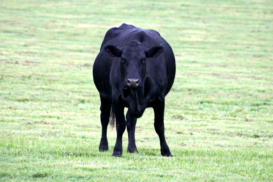 Animal cattle farming