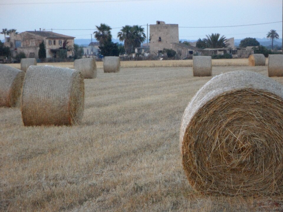 Abendstimmung mowed straw