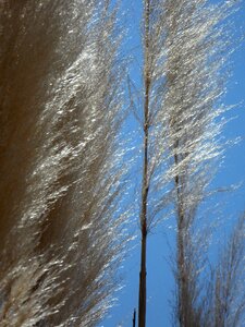 Plant grasses silvery