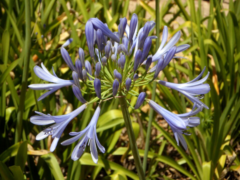 Plant summer blossom