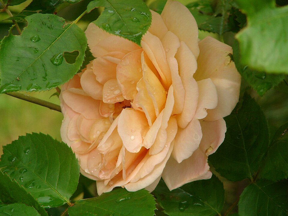 Fragrance romantic plant