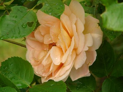 Fragrance romantic plant