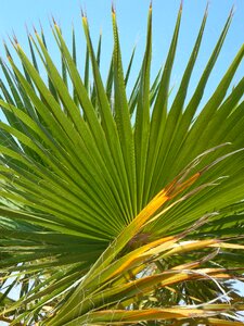 Structure sky palm fronds