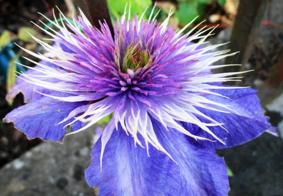 Light purple flower garden ornamental plant