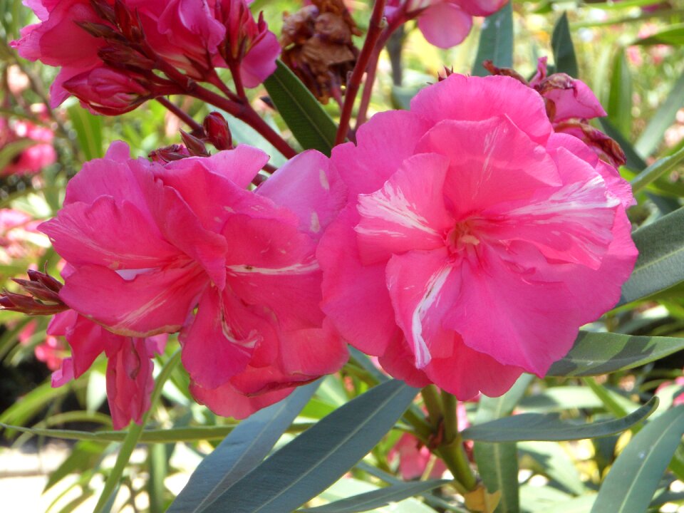Bloom bloom ornamental shrub