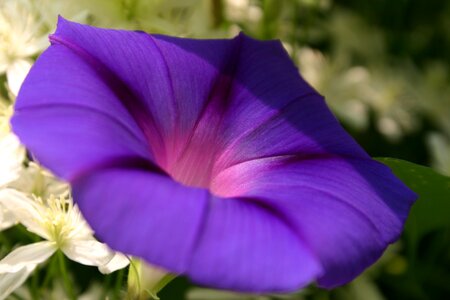 Close-up purple morning-glory photo