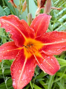 Red orange drops dew photo