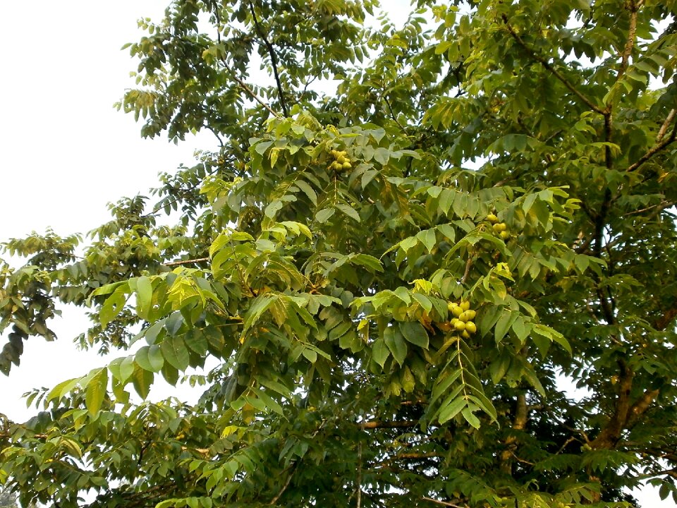 Chopped walnuts arboretum blue fruit
