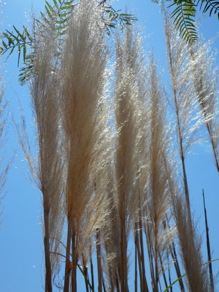 Plant grasses silvery