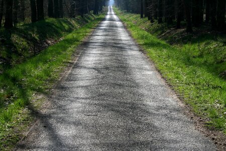 Moss path landscape