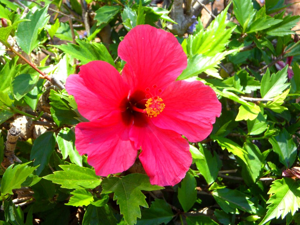 Bloom mallow malvaceae photo