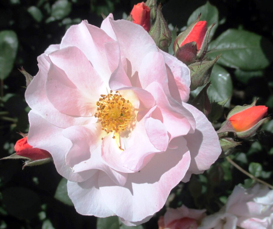Heck roses spiny pink