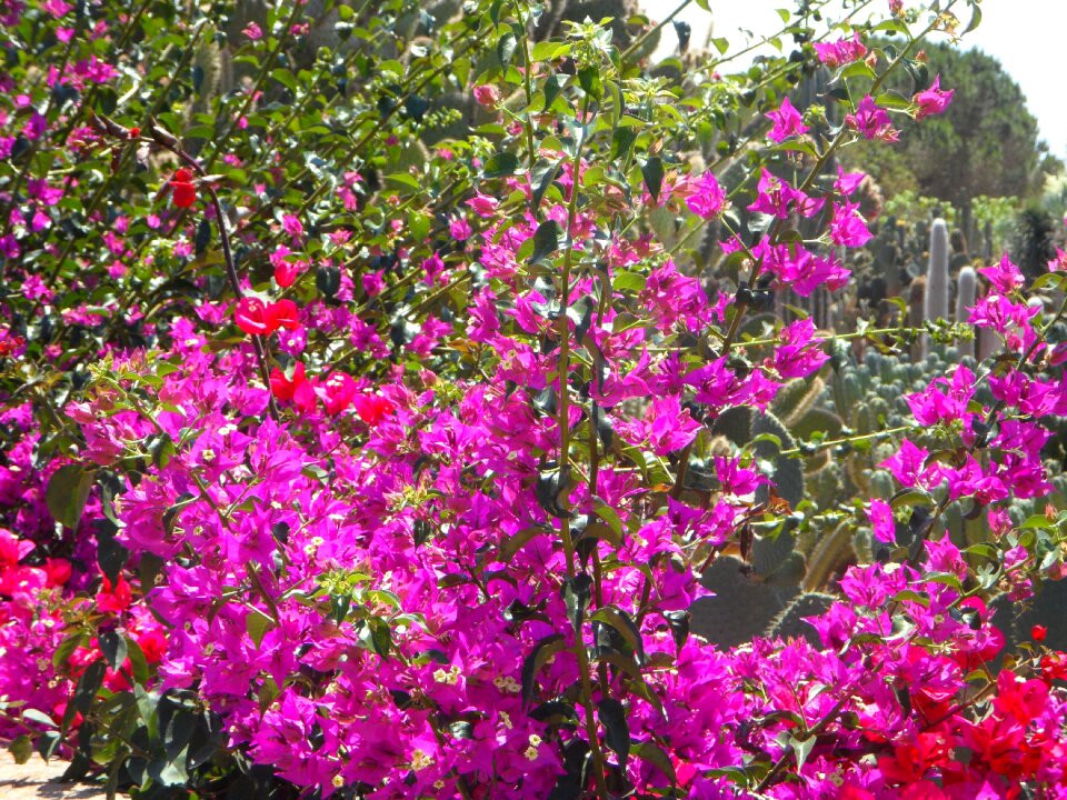 Flowers blütenmeer flora