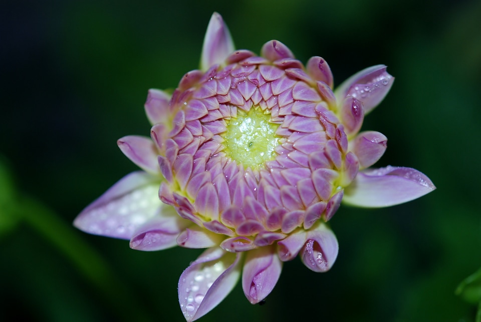 Macro blossom floral