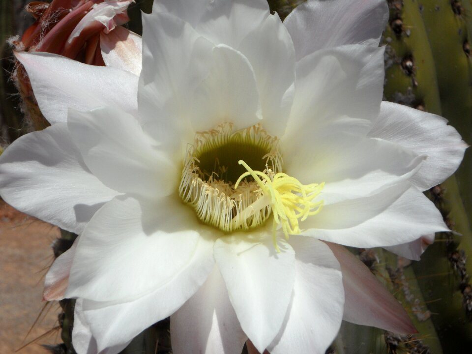 Blossom bloom close up