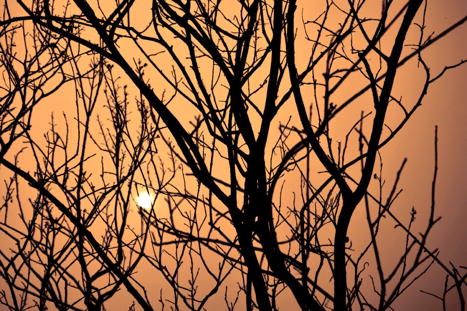 By sunshine sunset messy branches