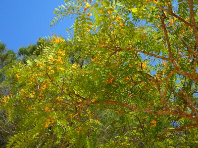 Yellow tropical flora