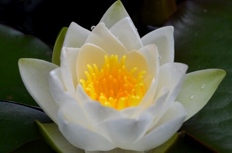 White flower aquatic plant incomplete