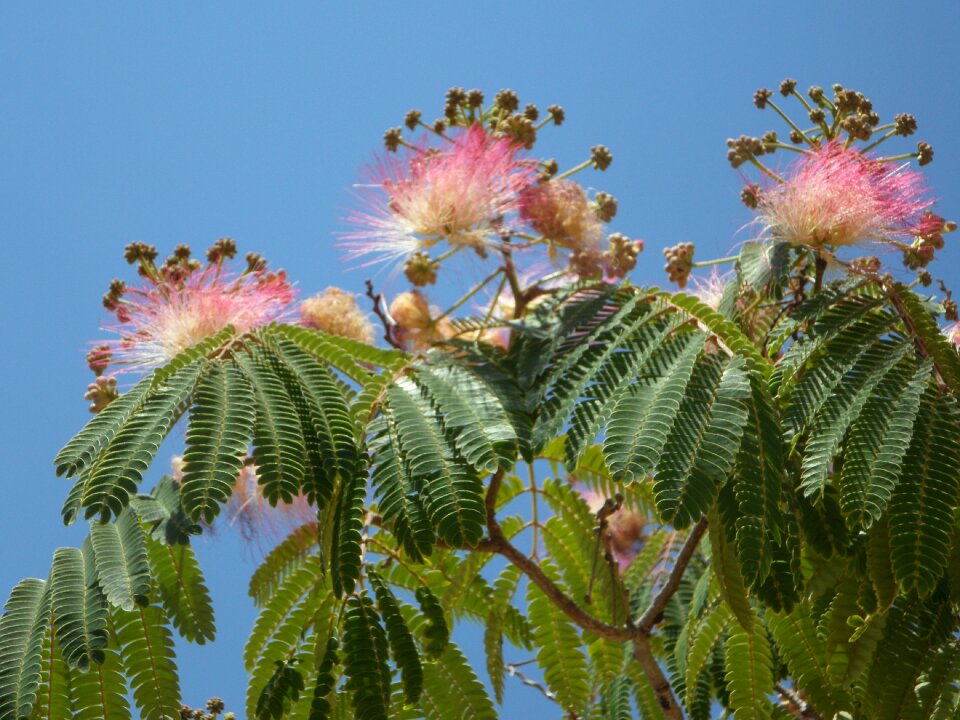 Flowers pink mediterranean photo