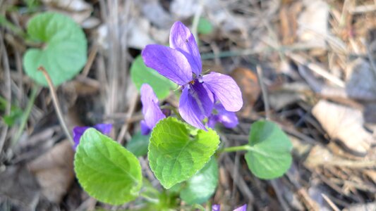 Flowers nature plant