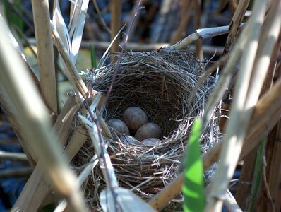Breed nature nesting place photo