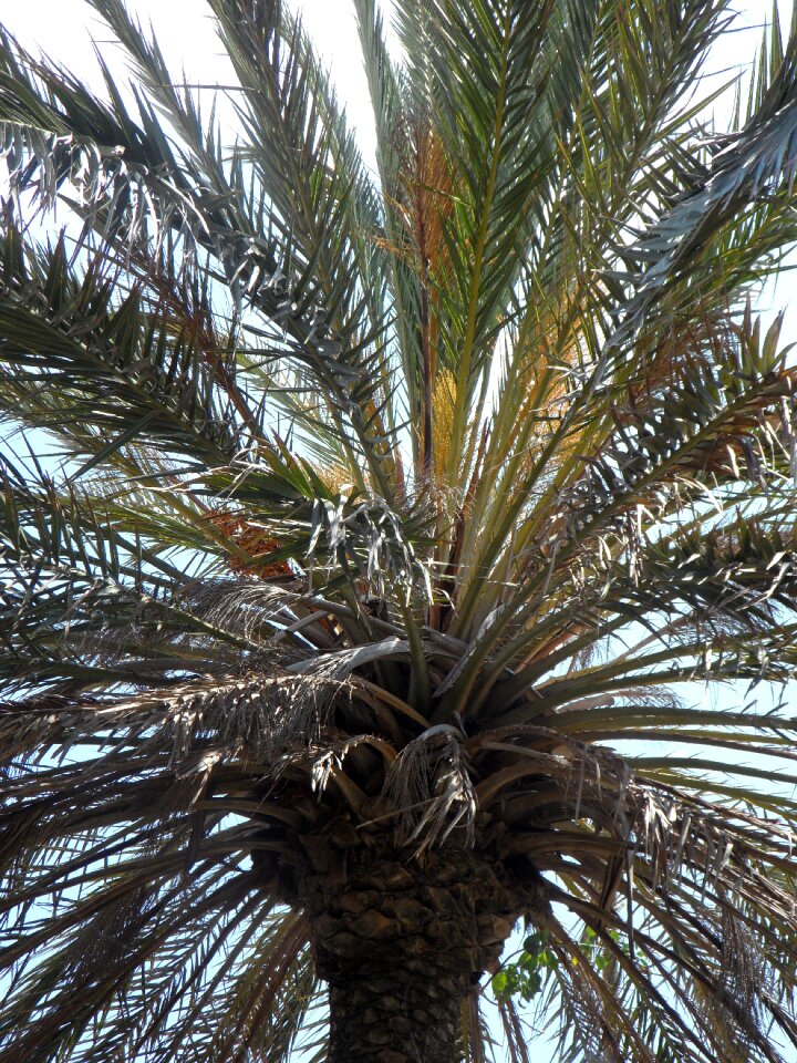 Palm leaves structure texture