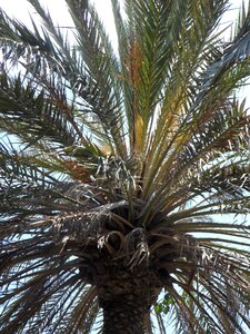 Palm leaves structure texture