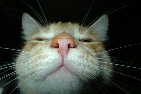 Charming pet cat's eyes